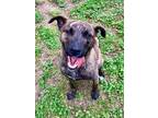 Adopt Mollysue a Brindle Mountain Cur / Mixed dog in Bartlesville, OK (40094603)