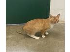 Adopt Tango a Orange or Red Domestic Shorthair (short coat) cat in Huntsville