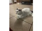 Adopt Chloe a White (Mostly) Domestic Shorthair / Mixed (short coat) cat in Lake