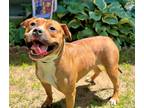 Adopt Queen a Staffordshire Bull Terrier / Mixed dog in Norman, OK (41366511)