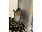 Adopt Kiwie a Tortoiseshell Domestic Shorthair (short coat) cat in Huntsville