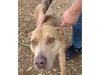 Adopt Selene a Pit Bull Terrier / Pointer / Mixed dog in Lincoln, NE (41226119)
