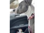 Adopt Zeus a Gray/Blue/Silver/Salt & Pepper Terrier (Unknown Type