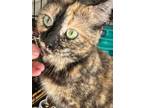 Adopt Sadie a Tortoiseshell Domestic Shorthair / Mixed cat in Frisco