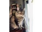 Adopt Sally a Brown Tabby Domestic Longhair / Mixed (long coat) cat in