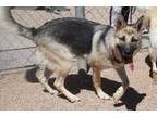 Adopt Jenny*/luna a Black German Shepherd Dog dog in Kingman, AZ (41291376)