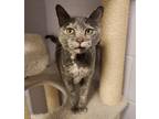 Adopt Nina a Domestic Shorthair / Mixed cat in Nelson, BC (41421432)