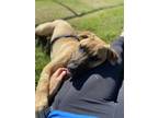 Adopt Tora a Mastiff / Rottweiler / Mixed dog in Nanaimo, BC (41423517)