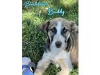 Adopt Buddy a Tricolor (Tan/Brown & Black & White) Blue Heeler / German Shepherd