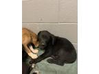 Adopt 55890721 a Black American Pit Bull Terrier / Mixed Breed (Medium) / Mixed