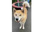 Adopt Brave a Tan/Yellow/Fawn Akita / Mixed dog in Olympia, WA (41423685)