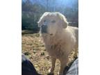 Adopt Appa a White Great Pyrenees / Mixed dog in Dillsburg, PA (41423677)