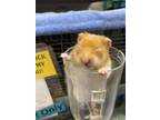 Adopt Nala a White Hamster / Mixed small animal in Lewiston, ME (41365907)