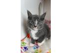 Adopt Superman a Gray or Blue Domestic Mediumhair / Domestic Shorthair / Mixed