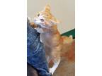 Adopt zeus(Snickers) a Orange or Red Domestic Shorthair / Mixed Breed (Medium) /