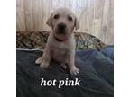 Labrador Retriever Puppy for sale in Hardin, MO, USA