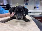 Adopt Snickerdoodle a Black Shepherd (Unknown Type) / Mixed dog in Springfield