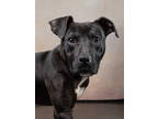 Adopt MARVIN a Black Labrador Retriever / Mixed dog in Atlanta, GA (41100453)