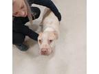 Adopt Blondie a Tan/Yellow/Fawn American Pit Bull Terrier / Mixed dog in