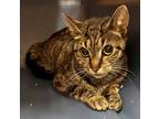 Adopt Miley a Brown or Chocolate Domestic Shorthair / Domestic Shorthair / Mixed