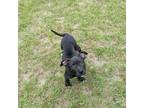 Adopt Bella a Black American Pit Bull Terrier / Mixed Breed (Medium) / Mixed