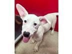 Adopt Ava a White Mixed Breed (Medium) / Mixed dog in Dubuque, IA (41423653)