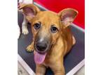 Adopt Ash a Tan/Yellow/Fawn Mixed Breed (Medium) / Mixed dog in Dubuque