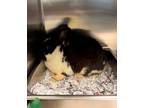 Adopt McDavid a Black Other/Unknown / Other/Unknown / Mixed rabbit in Bensalem