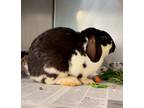 Adopt Boba Fett a Black Other/Unknown / Other/Unknown / Mixed rabbit in