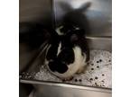 Adopt Cai a Black Satin / Satin / Mixed (short coat) rabbit in Bensalem