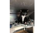 Adopt Orzo a All Black Domestic Shorthair / Domestic Shorthair / Mixed cat in
