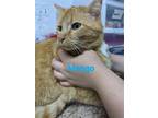 Adopt Mango a Orange or Red (Mostly) Domestic Shorthair / Mixed (short coat) cat