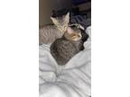 Adopt Trouble and Rue a Brown Tabby American Shorthair / Mixed (short coat) cat