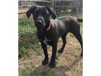 Adopt Sprinkles a Black Labrador Retriever / Mixed dog in Willingboro