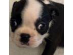 Boston Terrier Puppy for sale in De Soto, MO, USA