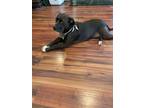Adopt Sheamus a Black - with White American Pit Bull Terrier / Labrador