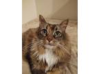 Adopt Molly a Tortoiseshell Domestic Longhair / Mixed (medium coat) cat in