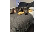 Adopt Ellie a Black - with Tan, Yellow or Fawn Shepherd (Unknown Type) / Mixed