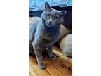 Adopt Clover-Russian Blue Beauty a Gray or Blue Russian Blue / Mixed (short