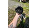 Adopt Jenny a Black - with White Havanese / Mixed dog in Jonesboro