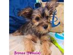 Yorkshire Terrier Puppy for sale in Avon, SD, USA