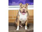 Adopt Debo a Tan/Yellow/Fawn - with White Staffordshire Bull Terrier / Mixed dog
