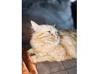 Adopt Jack a Orange or Red Tabby Domestic Longhair / Mixed (long coat) cat in