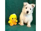 West Highland White Terrier Puppy for sale in Tampa, FL, USA