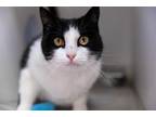 Adopt Portia a Domestic Shorthair / Mixed cat in Berkeley, CA (41423569)
