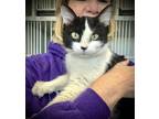 Adopt Billie a Black & White or Tuxedo Domestic Shorthair (short coat) cat in