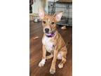 Adopt Liam a Tan/Yellow/Fawn - with Black Australian Cattle Dog / Mixed dog in