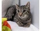 Adopt Aglet a Brown Tabby Domestic Shorthair / Mixed (short coat) cat in