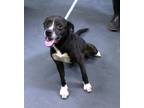 Adopt Tatertot a Black Terrier (Unknown Type, Medium) / Mixed Breed (Medium) /