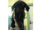 Adopt Julia a Black Poodle (Standard) / Mixed Breed (Medium) / Mixed (short